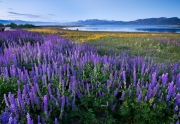 Lupines on Lake Tahoe